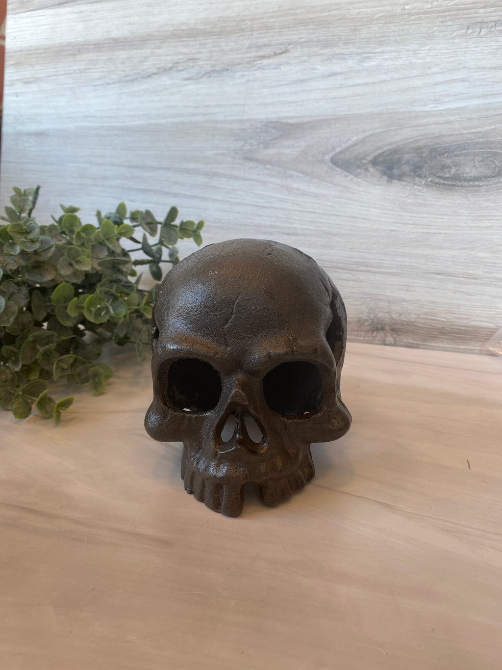 Skull, No Jaw - Natural
