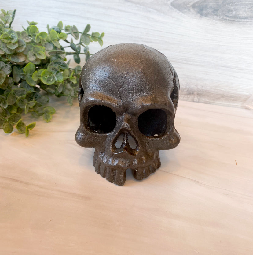 Skull, No Jaw - Natural